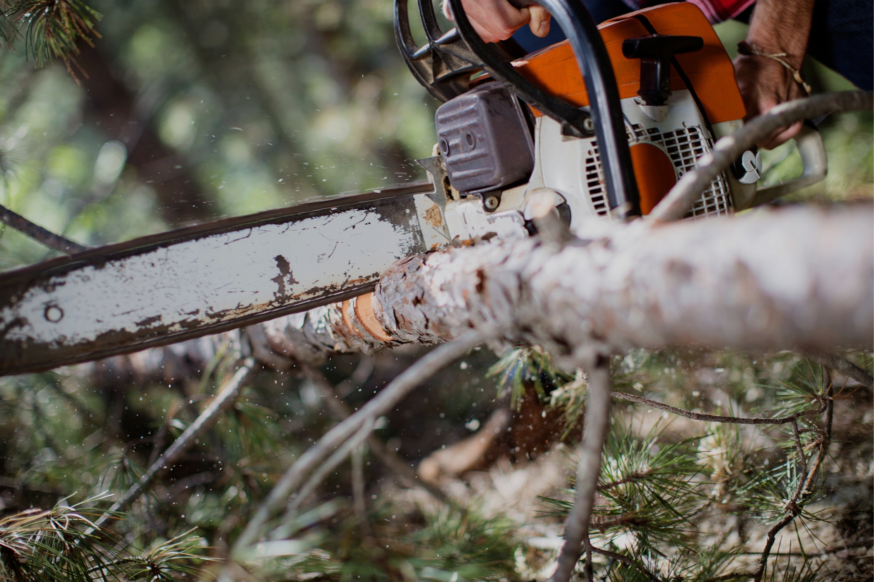Pruning